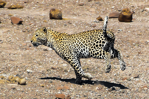 Escale à Palmwag une faune riche, un léopard traqué