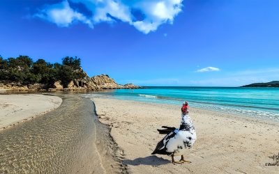 Canella_Plage de Corse du Sud