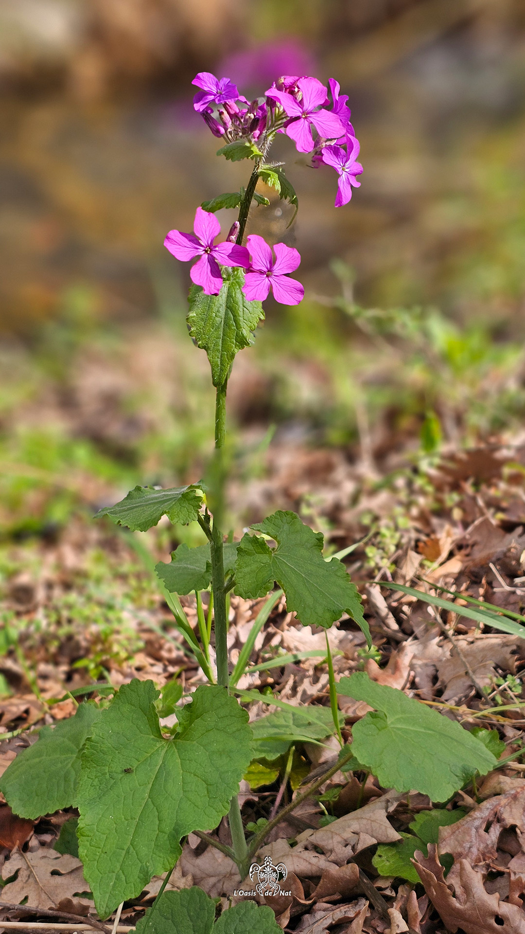 2026_03_ND de vie_Argeles sur Mer_01