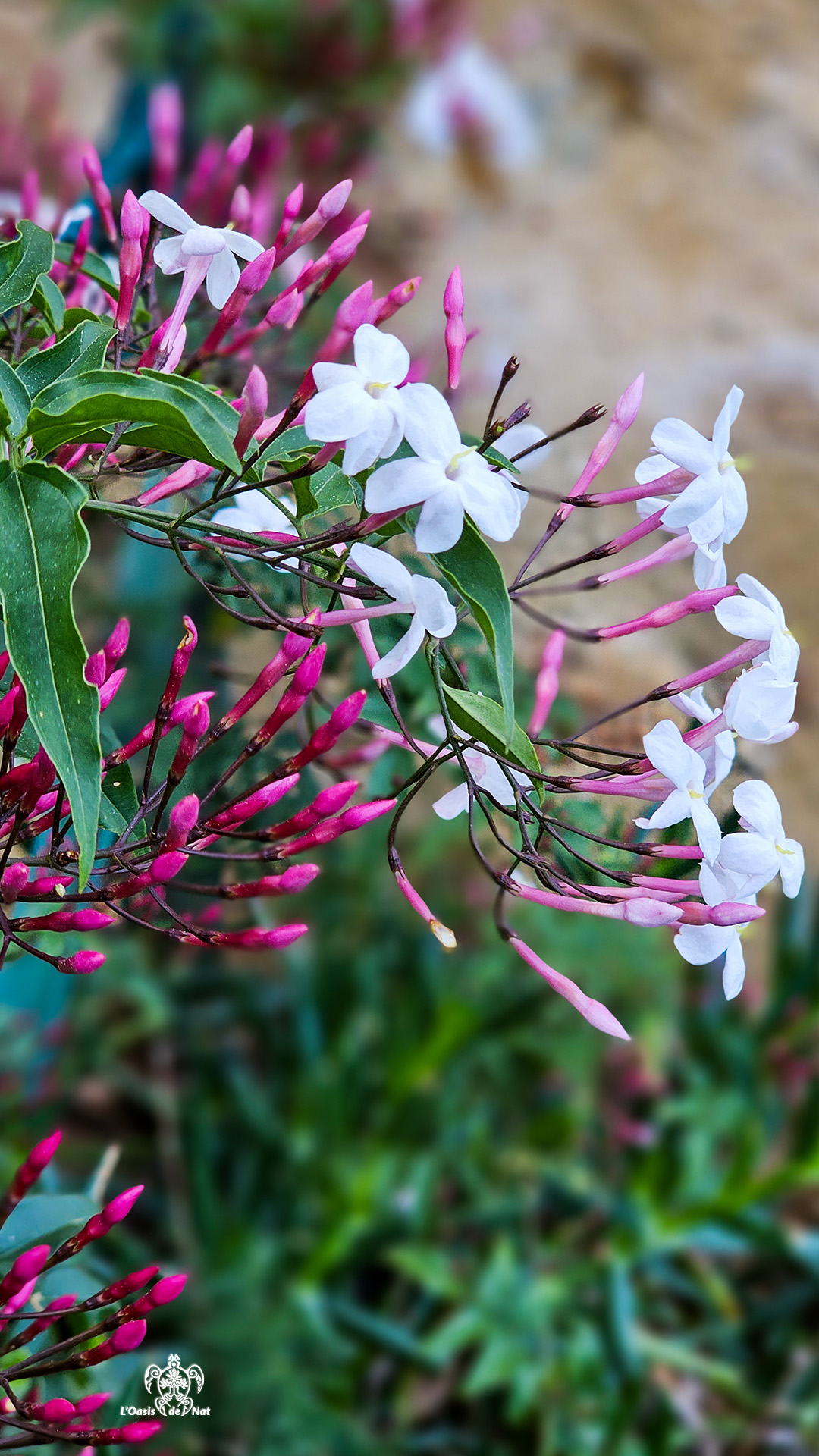 2026_03_ND de vie_Argeles sur Mer_01_