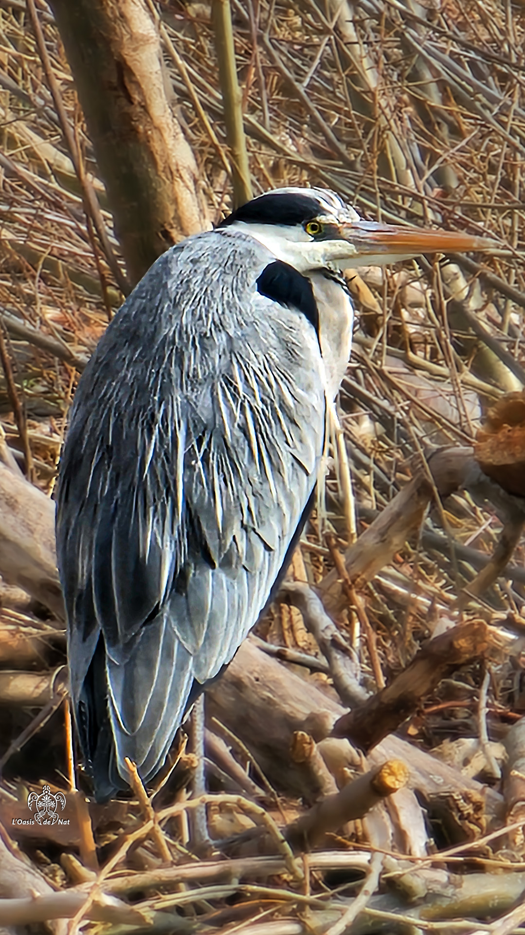 LOASISDENAT_fevrierr2026_014