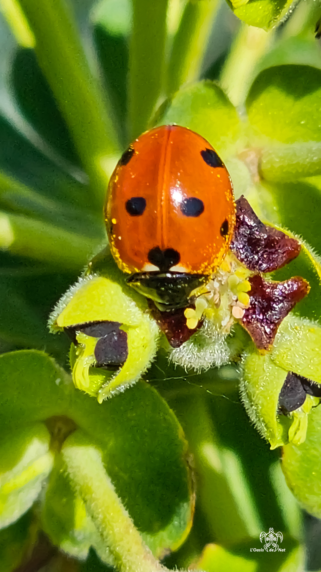 2026_03_HUMEURS DU MOIS_PRINTEMPS_02