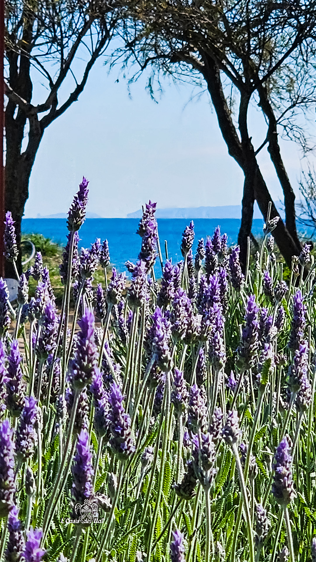 2026_03_HUMEURS DU MOIS_ROSAS_03