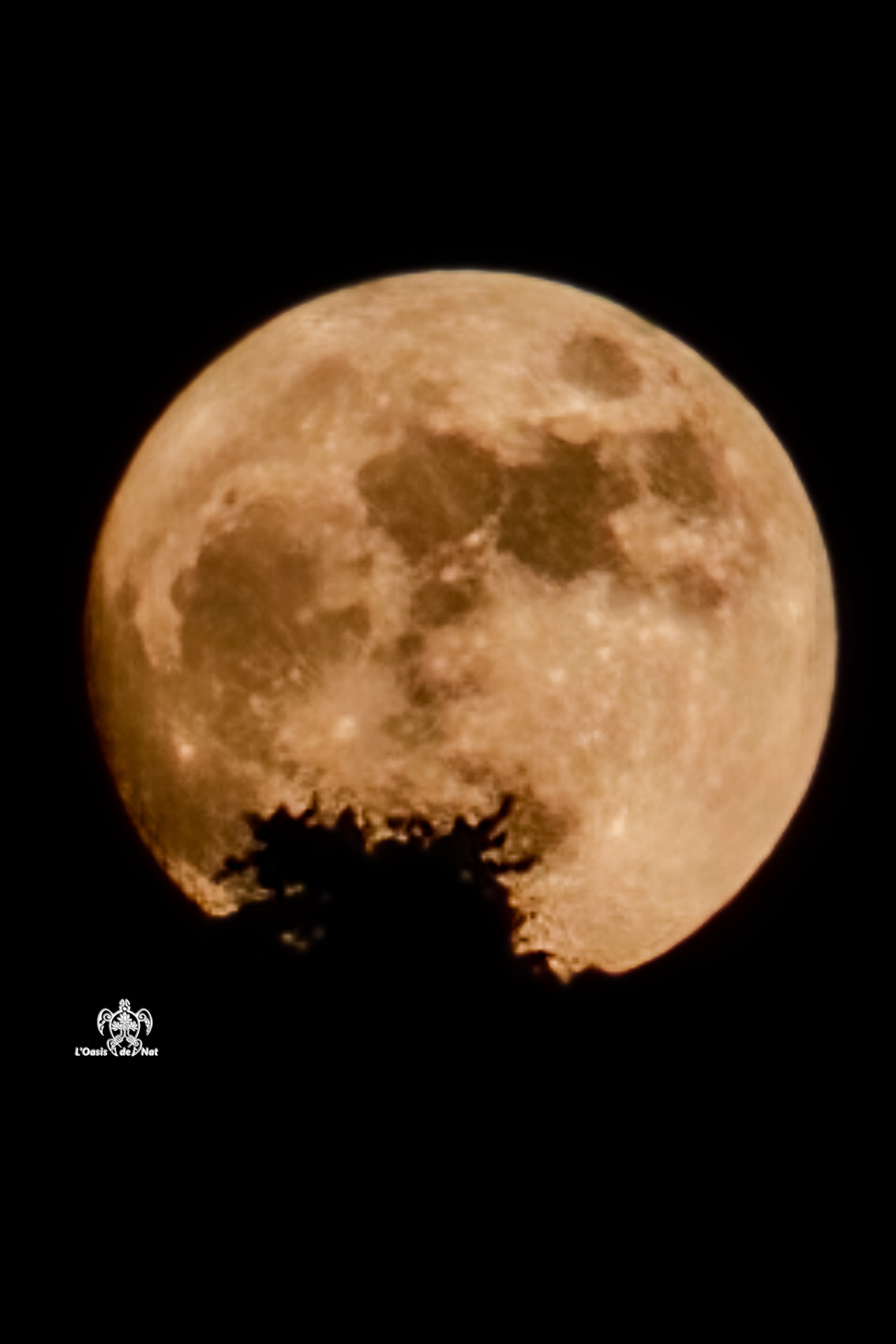 Lune de mai 2026