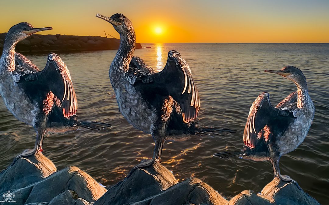 Carnet d&rsquo;été d&rsquo;un cormoran en Méditerranée _ ep 4