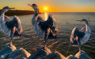 Carnet d’été d’un cormoran en Méditerranée _ ep 4
